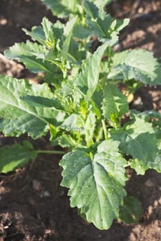 Close-up of young canola plant, Alberta, Canada