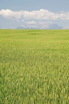 Unripe wheat field, Alberta, Canada