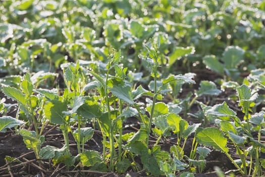 Young canola plants, Alberta, Canada