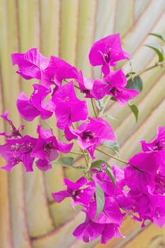 tropical flowers and palm, maui, hawaii, usa