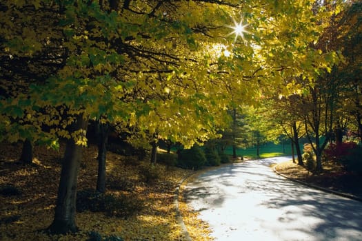 Road among Autumn trees