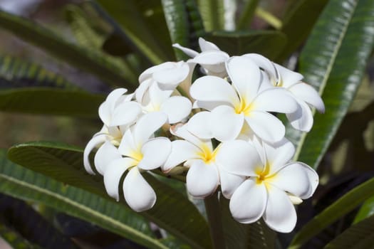 tropical flower, maui, hawaii, usa
