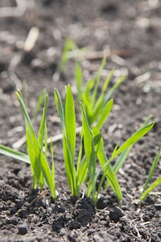 Wheat grass in it's early stages of growth