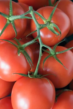 red, ripe tomatoes on the vine