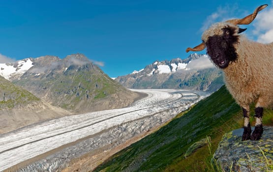 Mountain sheep