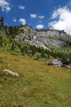 Alpine meadow
