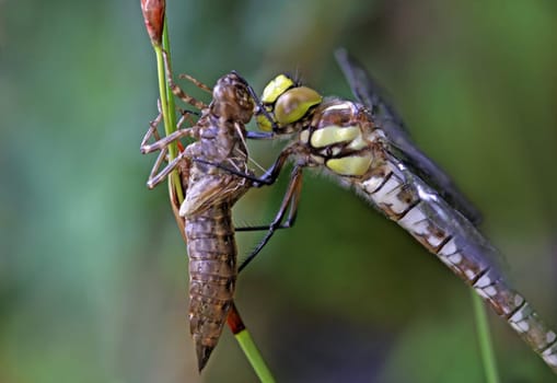 Female Teal Mosaic Maiden (Aeshna cyanea) and her exuvia