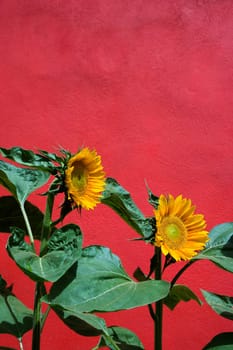 Close-up of two sunflowers growing against a red wall. Vertical shot.