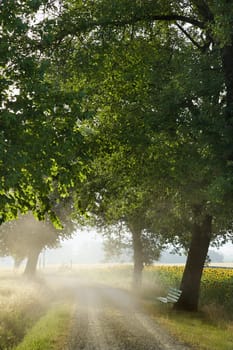 A bench sitting under a tree next to a gravel road. It is in a mist and beside a field of sunflowers. Vertical shot.