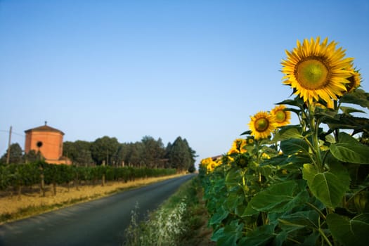 Sunflowers next to a rural road in Tuscany, with a blue sky as background. Horizontal shot.