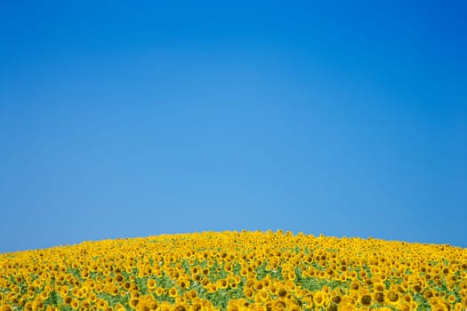 A vast field of sunflowers with a bright blue sky as a background. Horizontal shot.