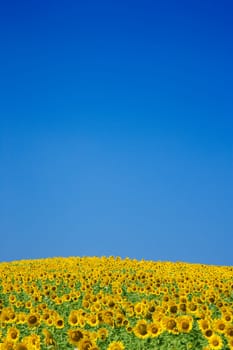 A vast field of sunflowers with a bright blue sky as a background. Vertical shot.