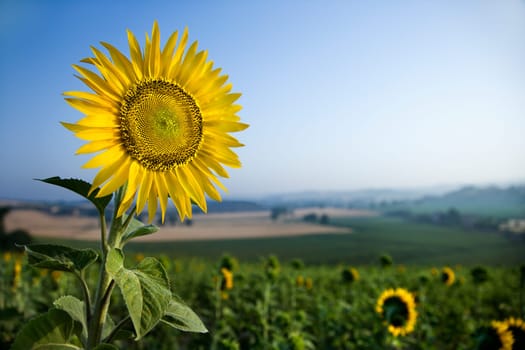 A large field of sunflowers with blue sky and hills in the background. One sunflower stands in the foreground as the focal point. Horizontal shot.