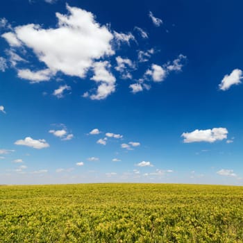 Rural field of green crops extending to the horizon with a blue sky. Square shot.
