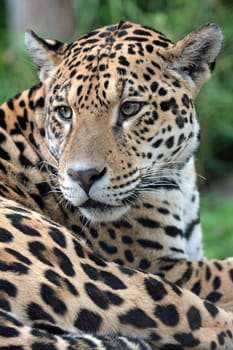 Jaguar