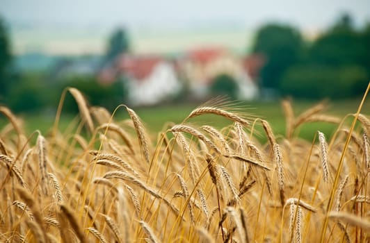 Barley,Hordeum vulgare