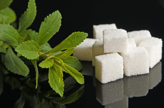 Stevia rebaudiana,sugar substitute