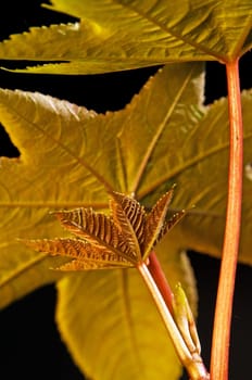 Castor,Ricinus communis
