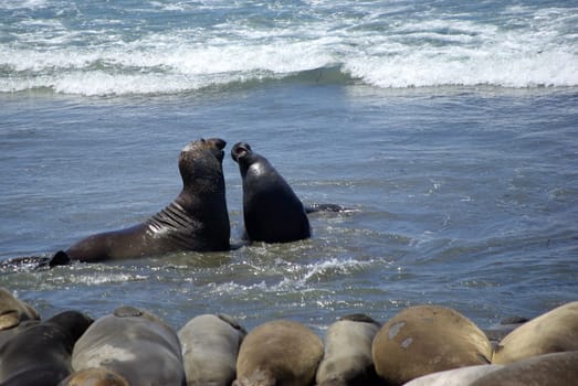 Elephant seals at Point Piedras Blancas,California