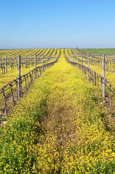 Vineyards with flowers