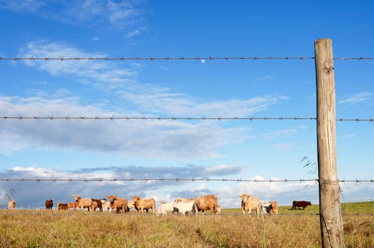 Herd of cows