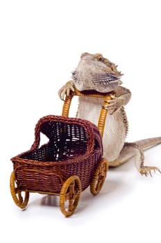 Bearded dragon pushing wicker baby carriage