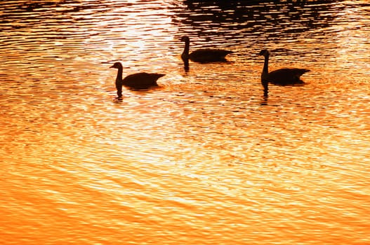 Silhouette of geese on water at sunset