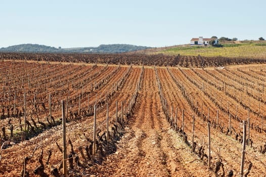 Vineyards in winter
