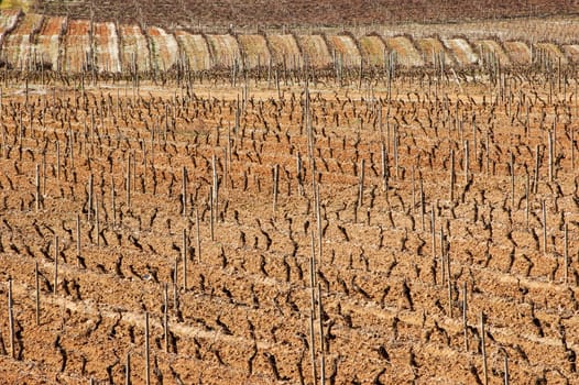 Vineyards in winter