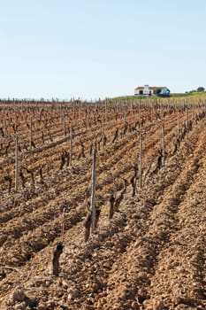 Vineyards in winter