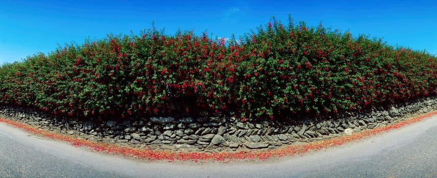 Fuchsia growing over a wall