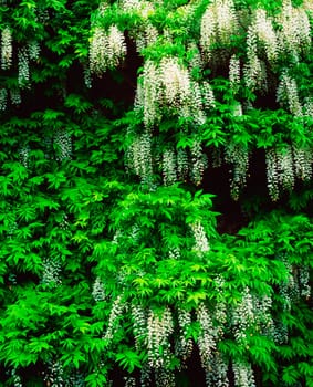 Wisteria