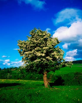 White hawthorn