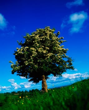White hawthorn
