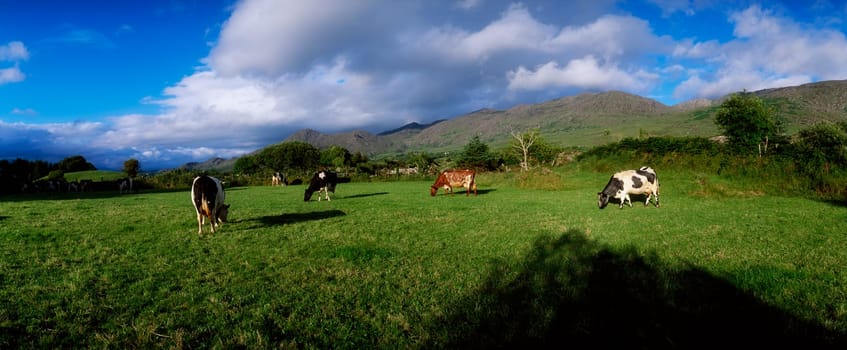 Holstein-Friesian cattle, Co Cork, Ireland