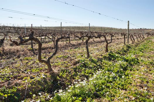 Vineyards in winter