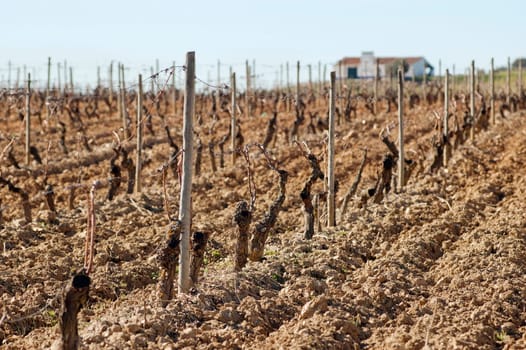 Vineyards in winter