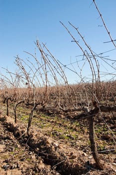 Vineyards in winter