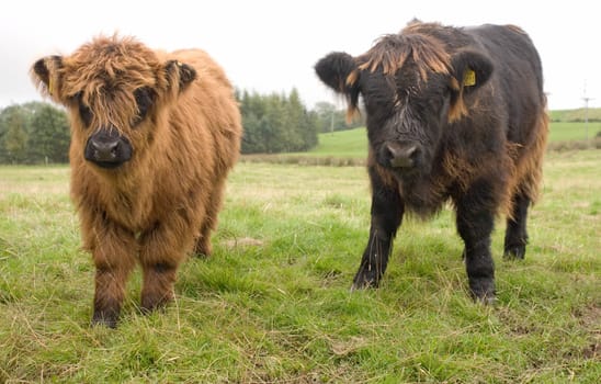 Highland cattle calves, Scotland