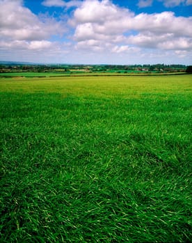 Field, Bunclody, Co Wexford, Ireland