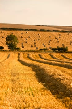 Farmer's field, North Yorkshire, England