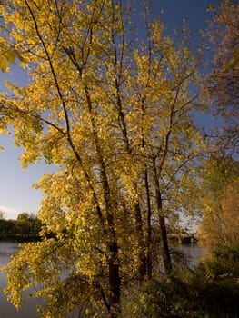 Autumn tree along Red River, Winnipeg, Manitoba, Canada
