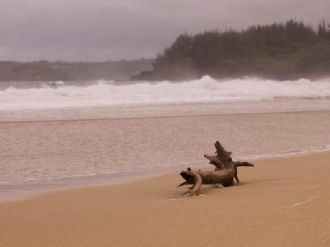 Driftwood on beach, Hanalei Bay, Kauai, Hawaii, USA