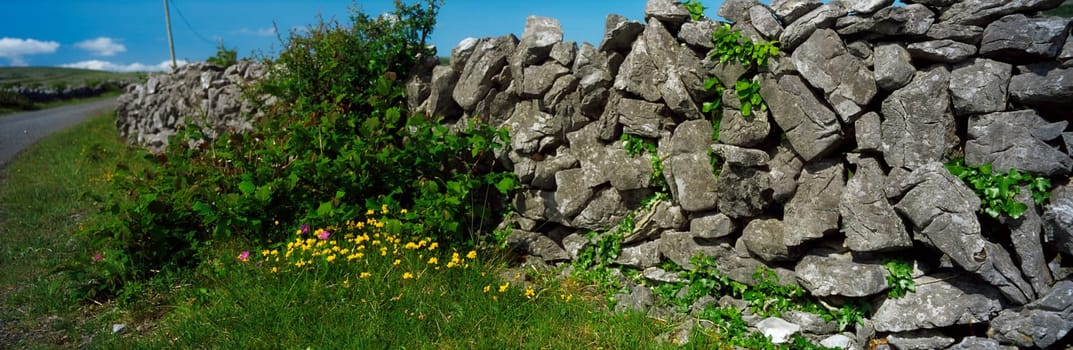 Wildflowers & stone wall, The Burren, Co Clare, Ireland