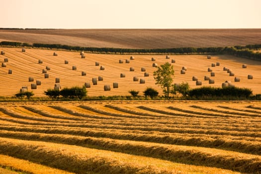 Farmer's field, North Yorkshire, England