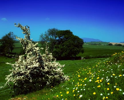 Hawthorn blossom and wildflowers, Co Louth, Ireland