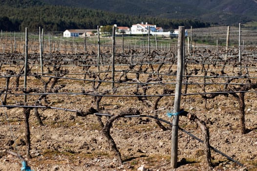 Vineyards in winter