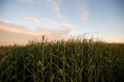 Cornfield, Manitoba, Canada