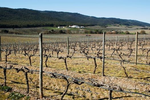 Vineyards in winter