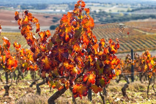 Vineyards in the fall